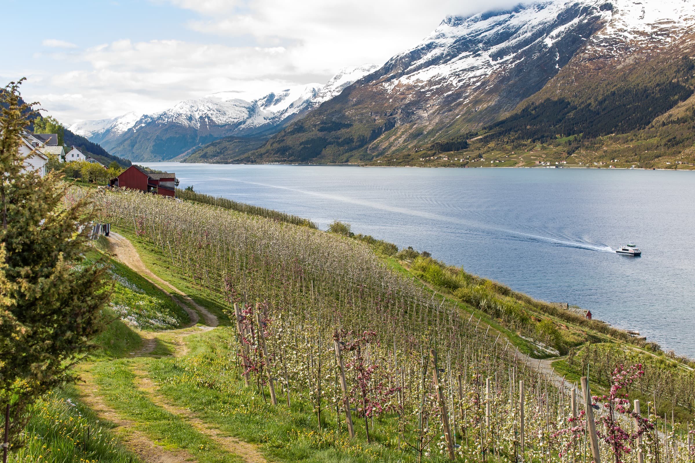 Flowering orchards beside Hardangerfjorden and snow-covered mountains